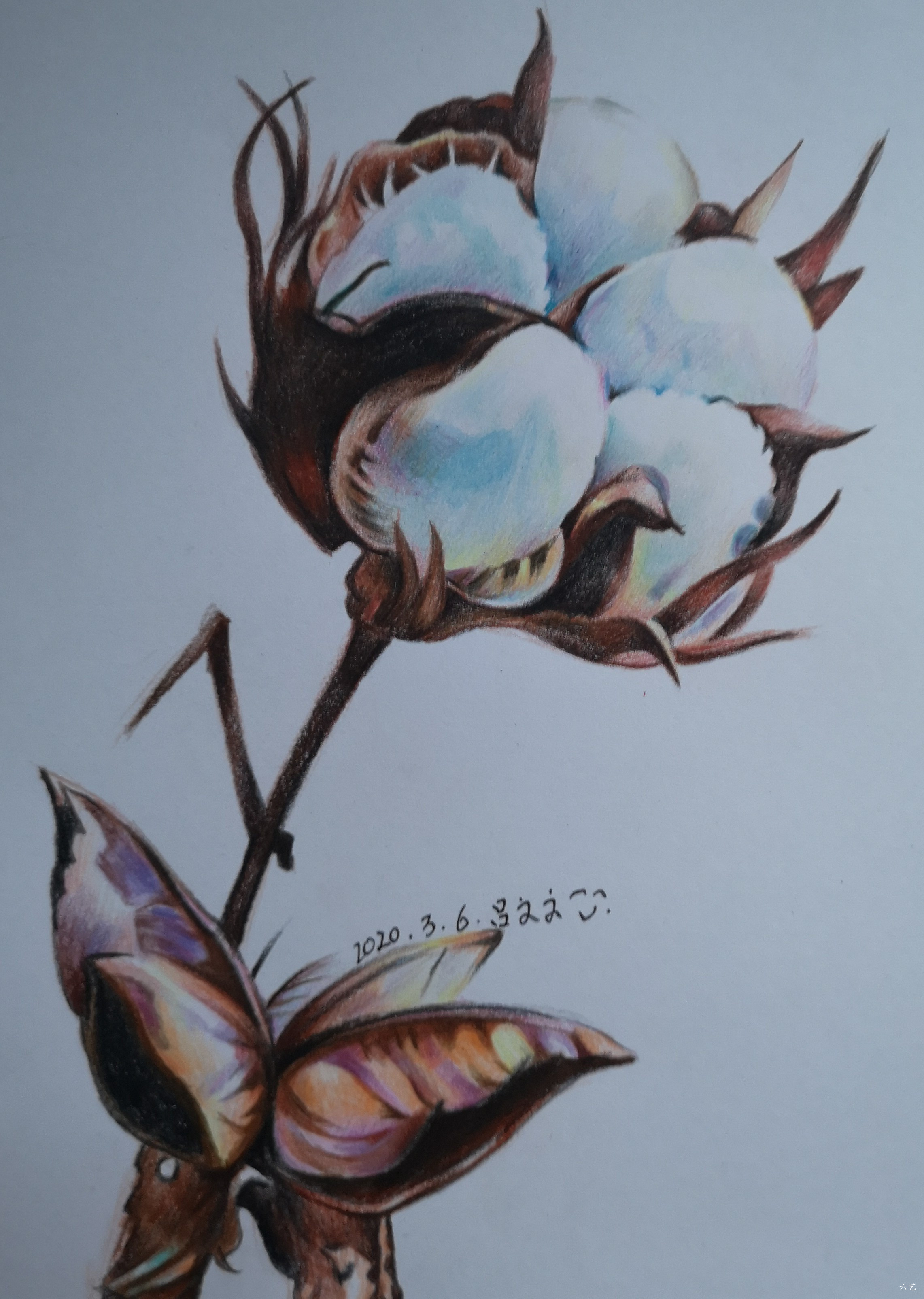 洁白的棉花                            彩铅